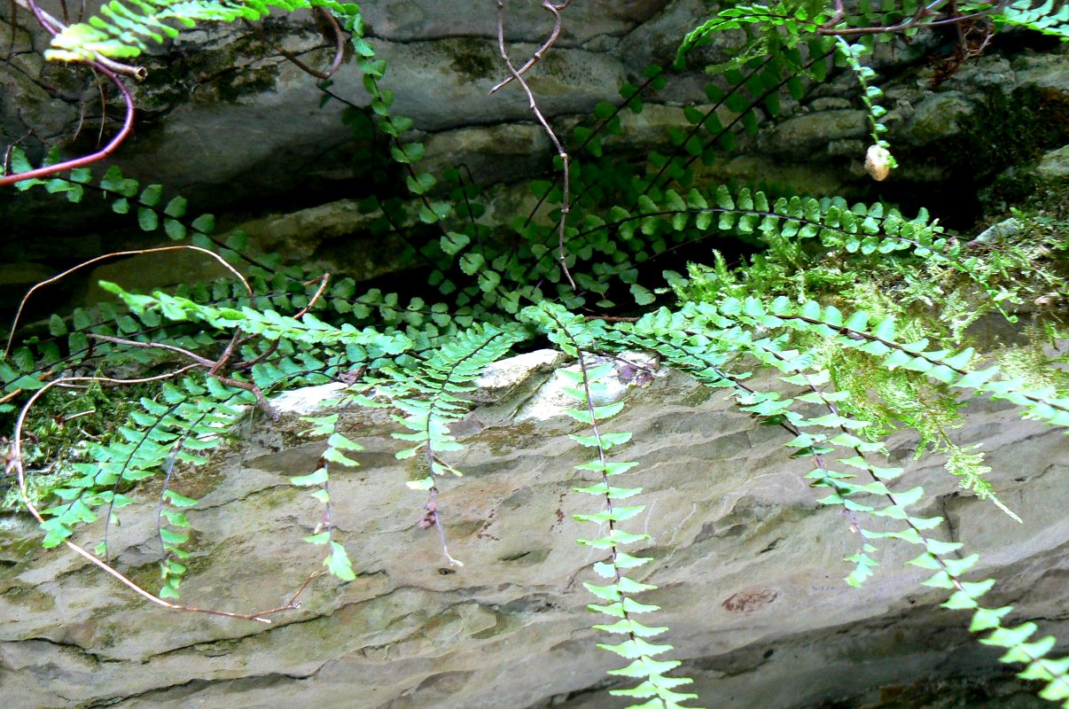 Изображение особи Asplenium trichomanes.