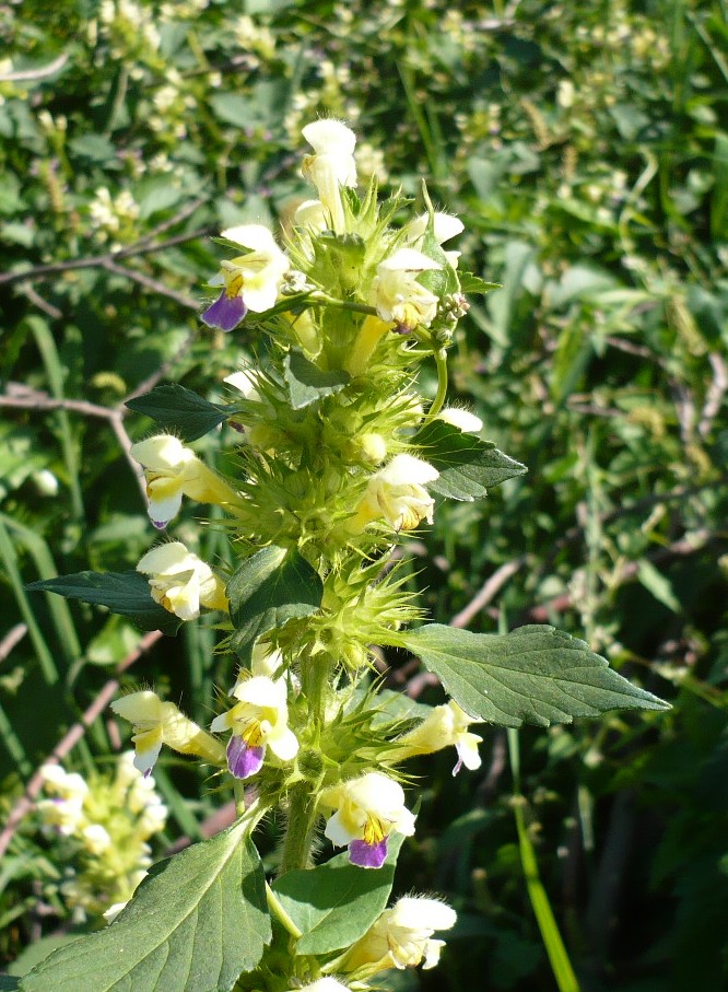 Изображение особи Galeopsis speciosa.