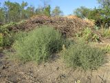 Salsola tragus. Растения на краю свалки мусора. Крым, окр. Феодосии, Баракольская долина, виноградник. 27 августа 2014 г.