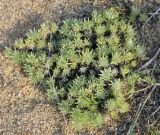 Artemisia cuspidata