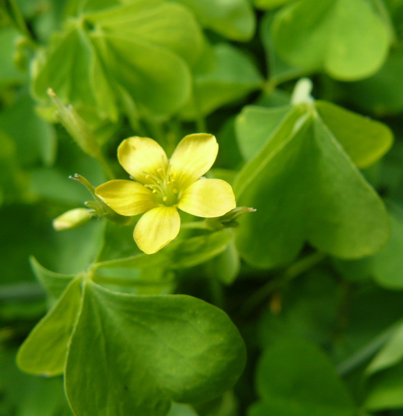 Изображение особи Oxalis stricta.