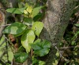 Prunus insititia variety juliana. Средняя часть ствола с молодым побегом. Германия, г. Дюссельдорф, Ботанический сад университета. 05.09.2014.