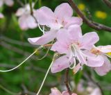 род Rhododendron. Цветки. Приморский край, Владивосток, Ботанический сад. 02.06.2008.