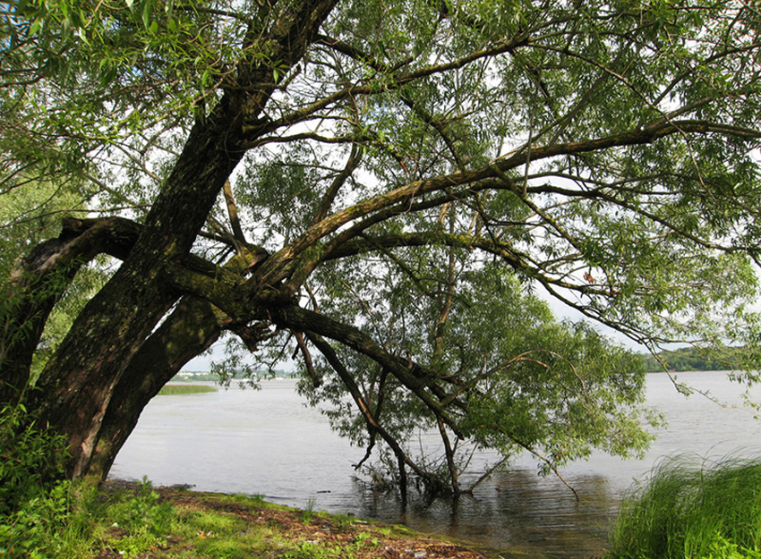 Image of Salix euxina specimen.