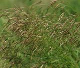 Bromopsis inermis. Верхушки побегов с соцветиями. Московская обл., Раменский р-н, окр. ж.-д. платформы Хрипань, залежь, окраина поля. 02.06.2014.