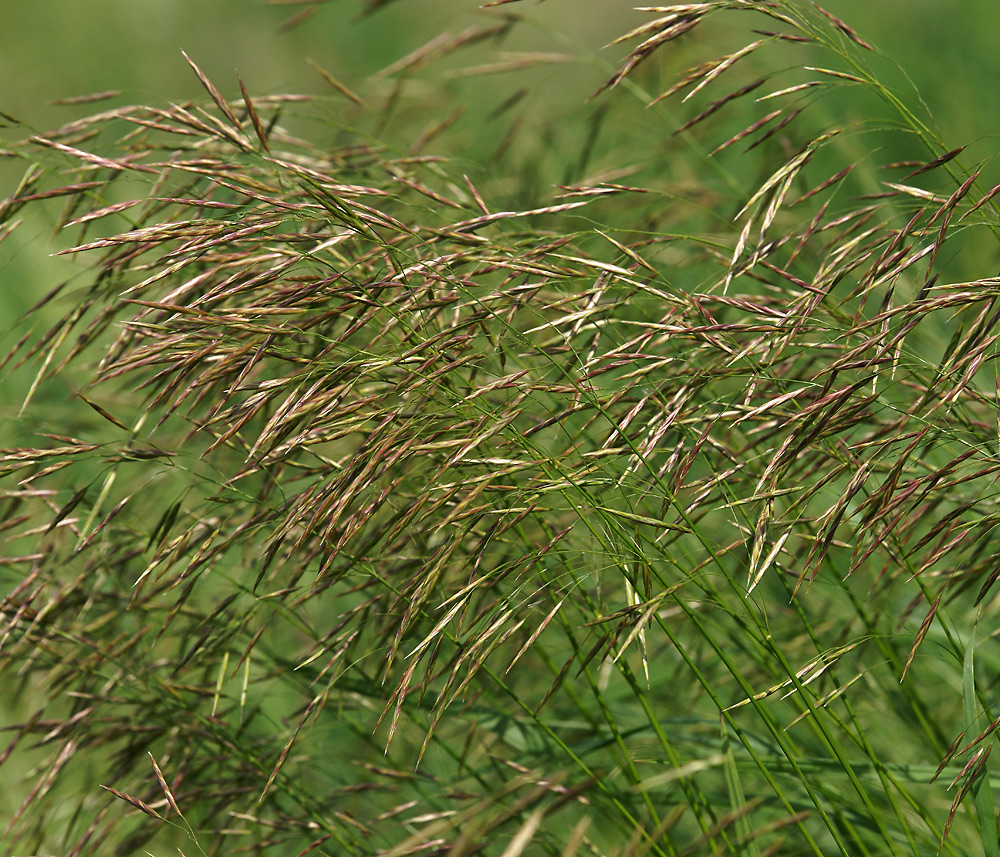 Image of Bromopsis inermis specimen.