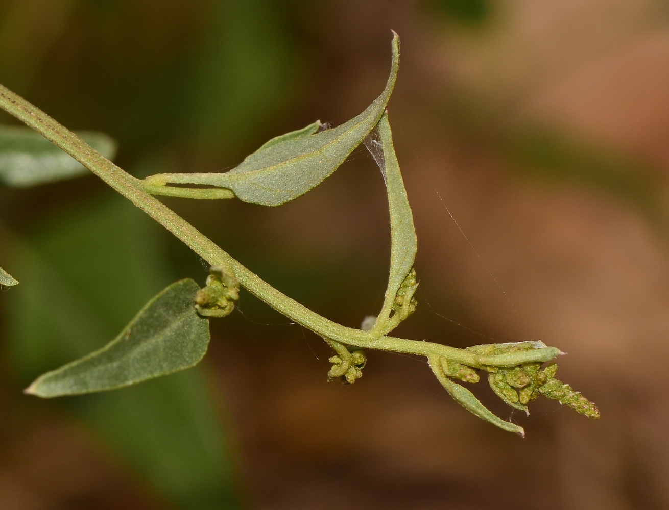 Image of Atriplex davisii specimen.