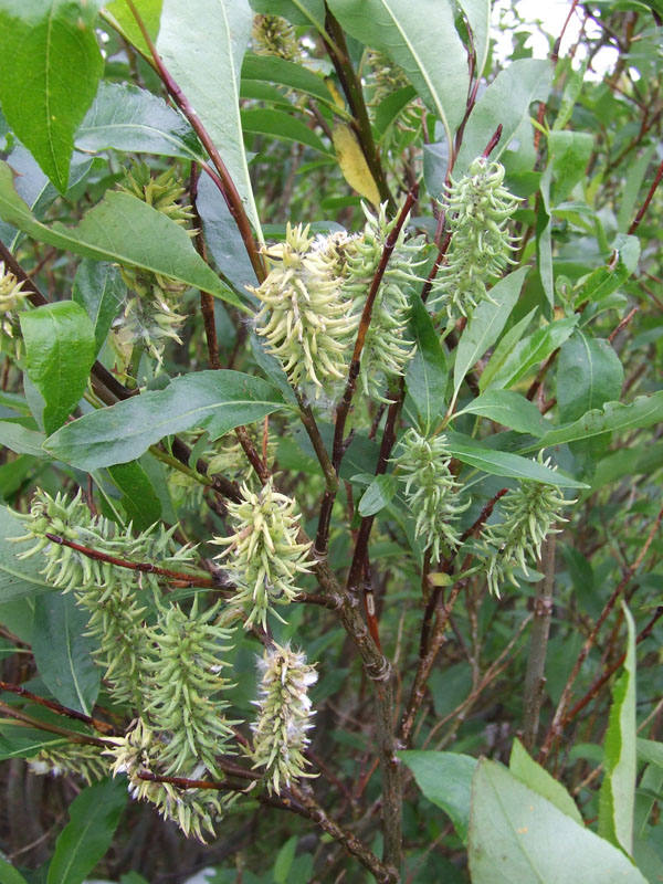 Image of Salix phylicifolia specimen.