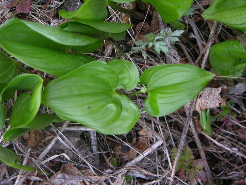 Image of Maianthemum dilatatum specimen.