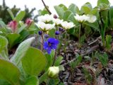 Veronica grandiflora