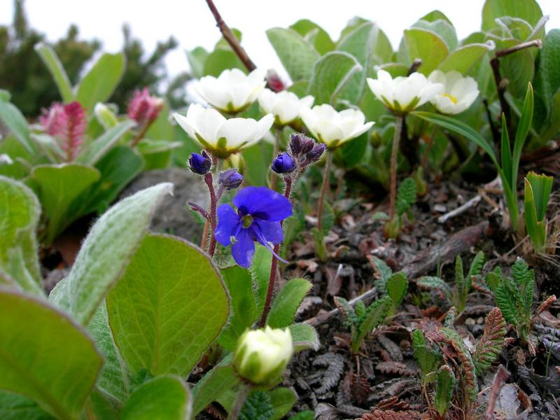 Image of Veronica grandiflora specimen.