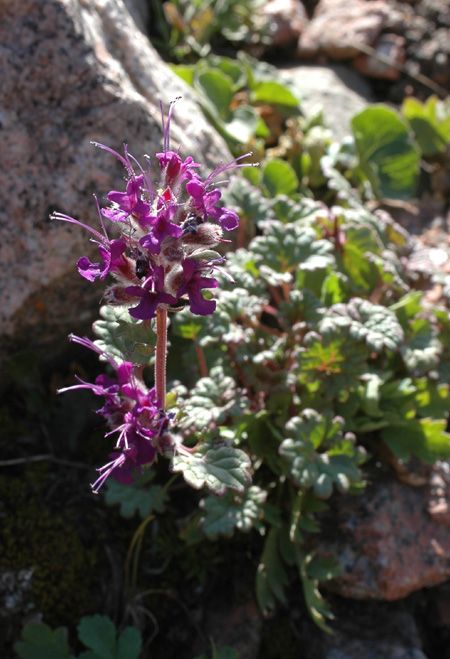 Изображение особи Dracocephalum stamineum.