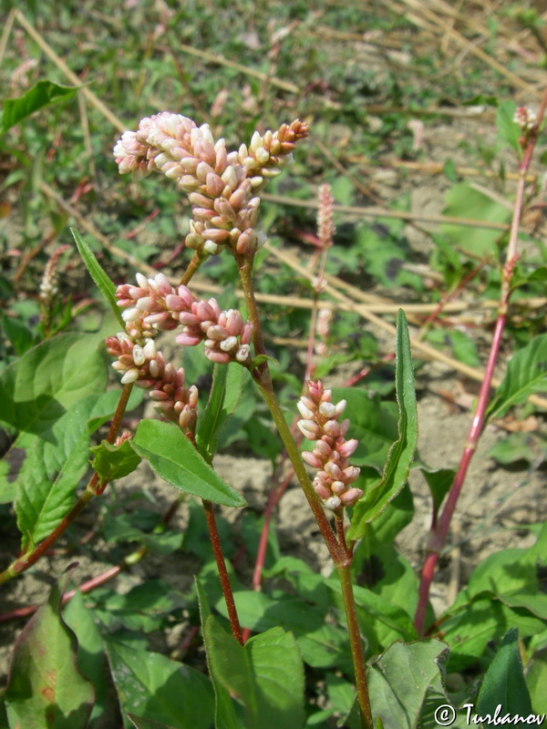 Image of Persicaria lapathifolia specimen.