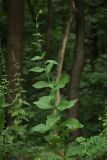 Lactuca chaixii. Расцветающее растение на опушке дубравы. Белгородская обл., пос. Борисовка, усадьба запов. 03.07.2009.