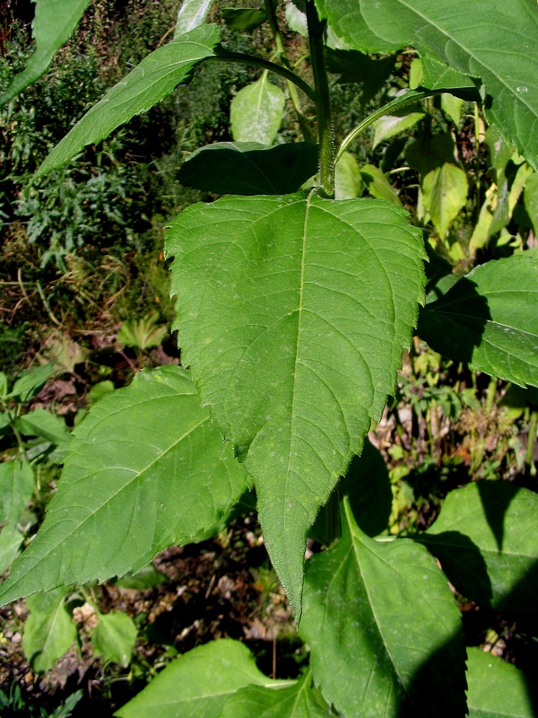 Image of Helianthus tuberosus specimen.