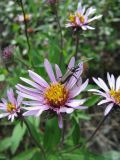 Aster sibiricus