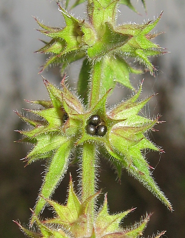 Image of Stachys palustris specimen.