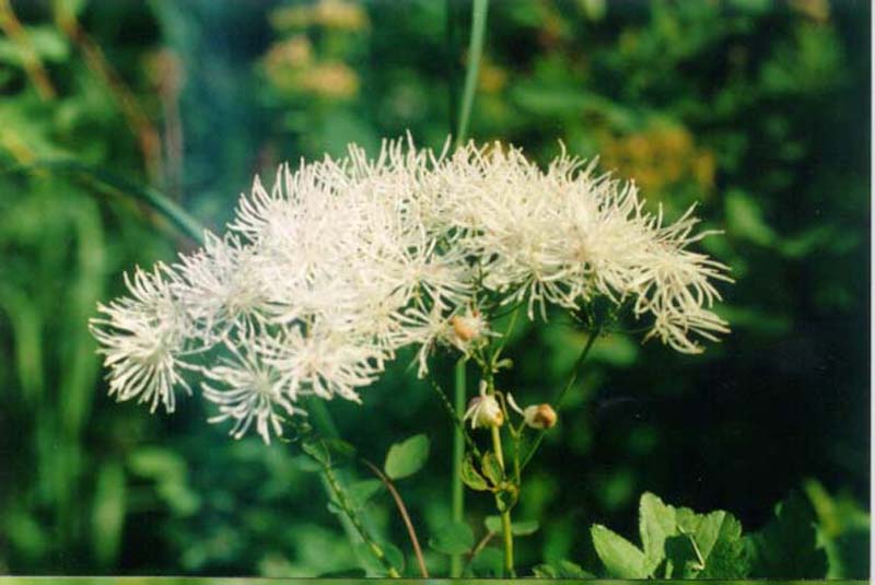 Изображение особи Thalictrum contortum.