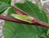 Alnus incana