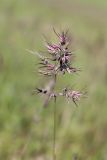 Poa bulbosa subspecies vivipara. Соцветие с прорастающими луковичками. Украина, Днепропетровская обл., Криворожский р-н, с. Широкое, склон балки. 05.05.2015.