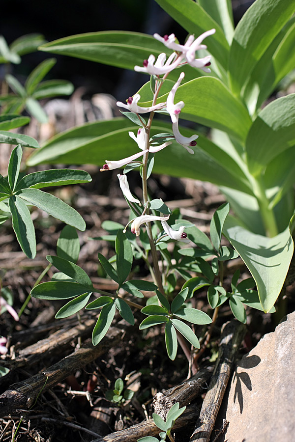 Изображение особи Corydalis ruksansii.