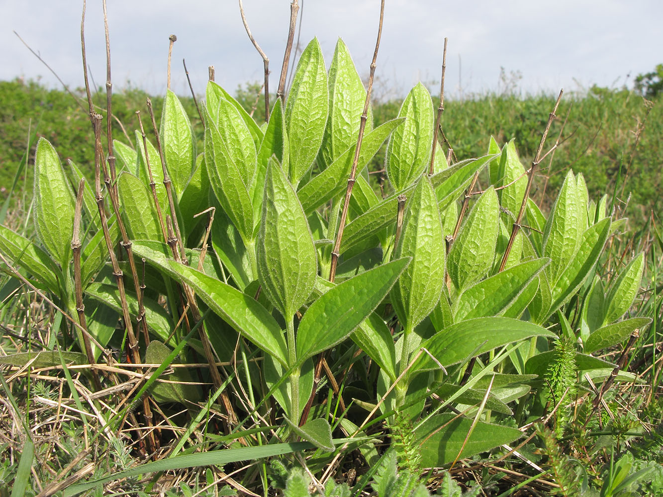 Изображение особи Clematis integrifolia.