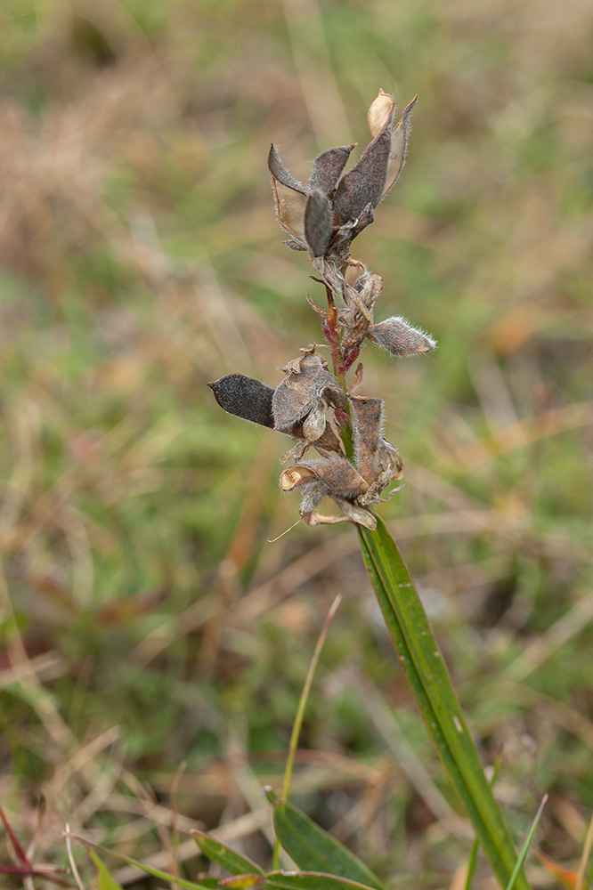 Image of Genistella sagittalis specimen.