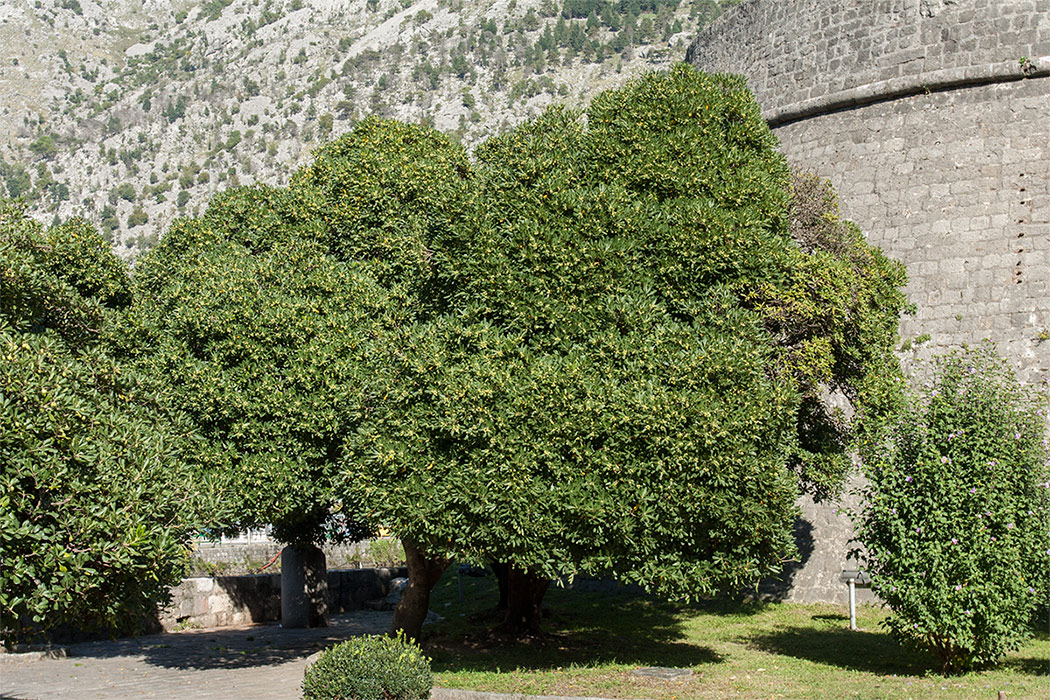 Image of Pittosporum tobira specimen.