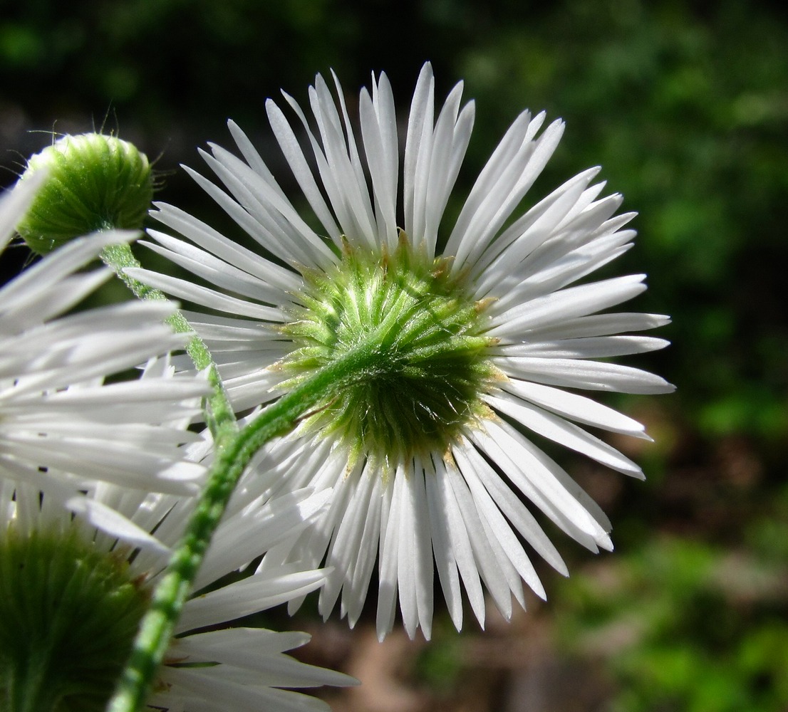 Image of Erigeron annuus specimen.