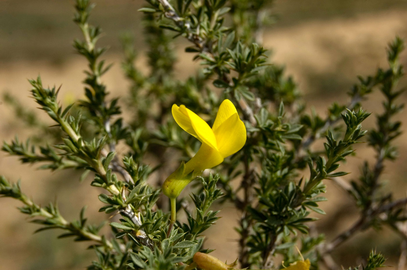 Image of genus Caragana specimen.