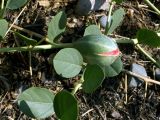 Capparis herbacea