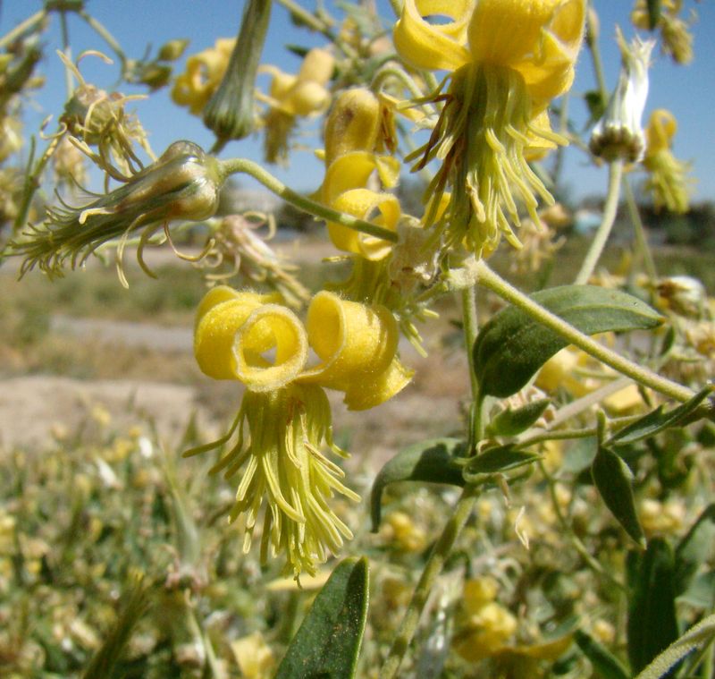 Image of Clematis orientalis specimen.