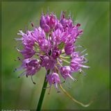 Allium cretaceum. Соцветие. Республика Татарстан, Дрожжановский р-н, окр. д. Тат. Шатарашаны, каменистая степь. 25.07.2007.