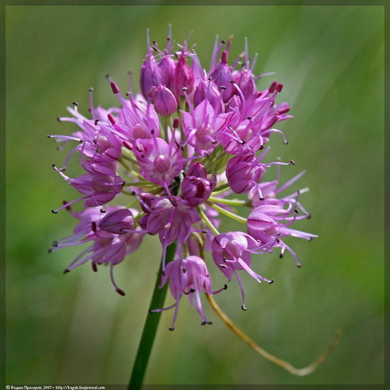 Image of Allium cretaceum specimen.
