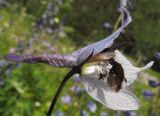 Delphinium flexuosum. Цветок (один чашелистик удалён). Адыгея, Кавказский биосферный заповедник, хр. Каменное Море, ≈ 2000 м н.у.м., субальпийский луг среди камней на верхней границе леса. 17.07.2015.