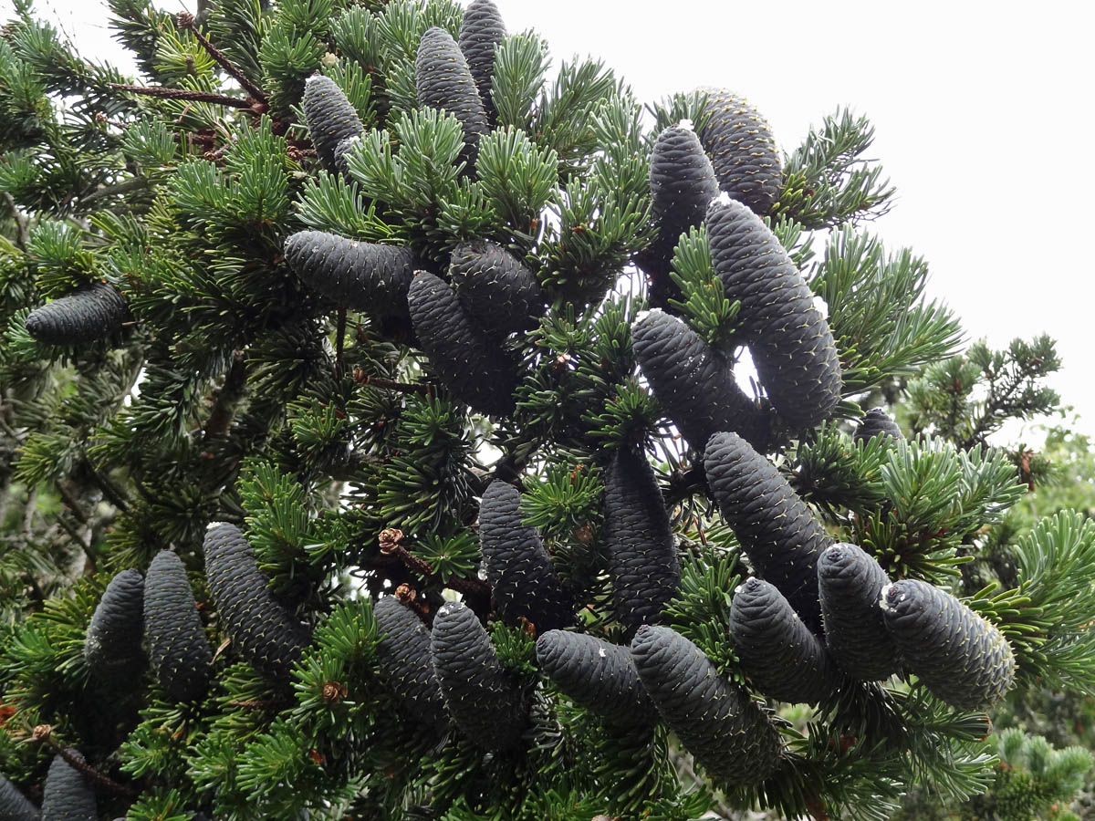 Image of Abies sachalinensis specimen.