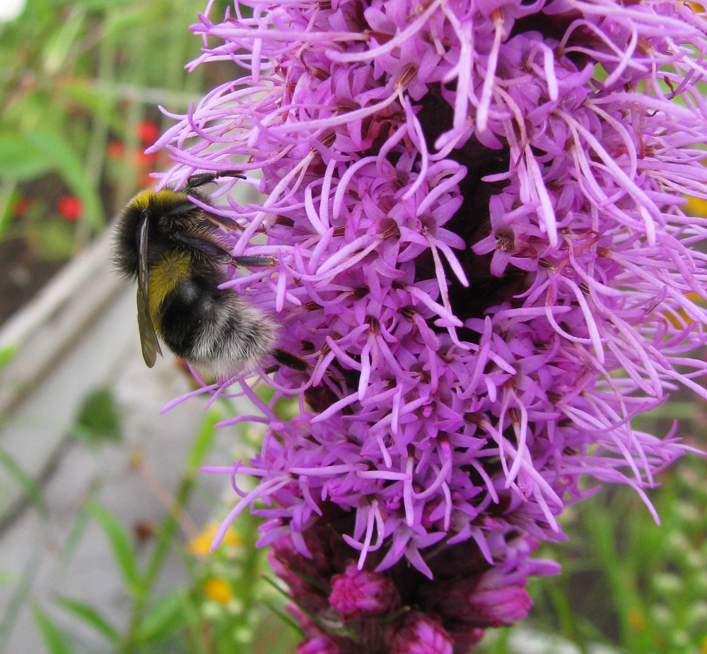 Image of Liatris spicata specimen.