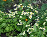 Pyrethrum parthenium