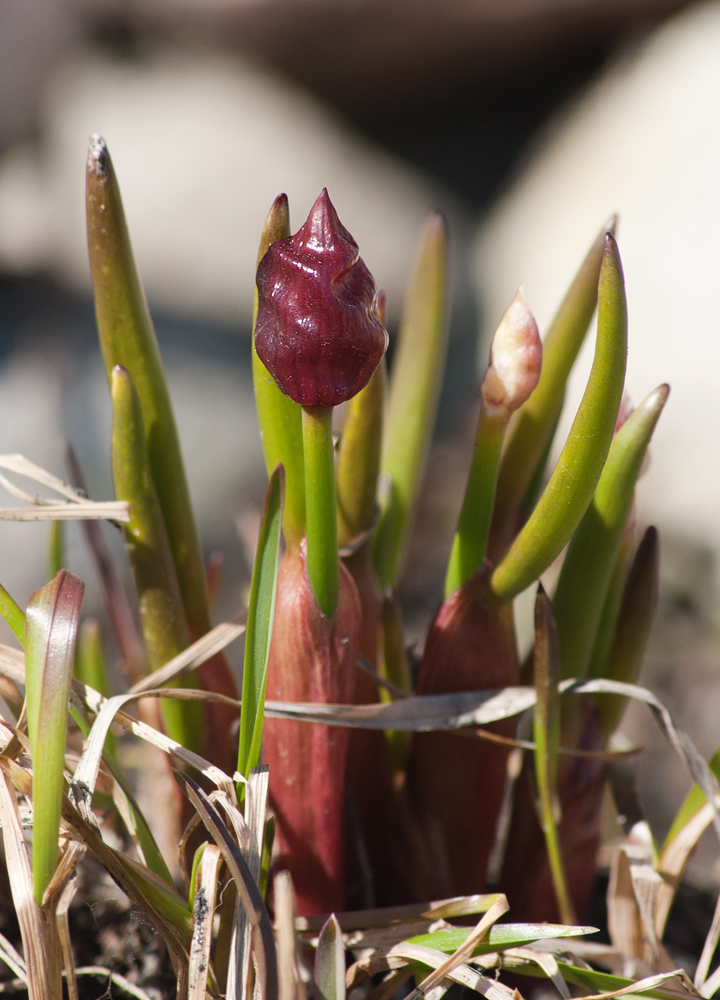 Image of Allium atrosanguineum specimen.