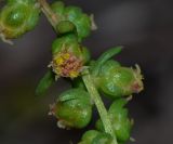 Artemisia monosperma