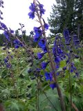 Delphinium elatum