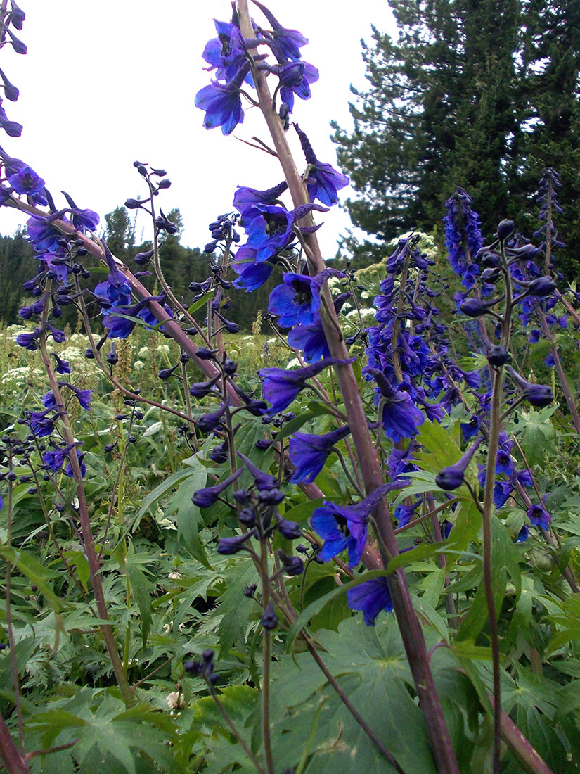 Image of Delphinium elatum specimen.