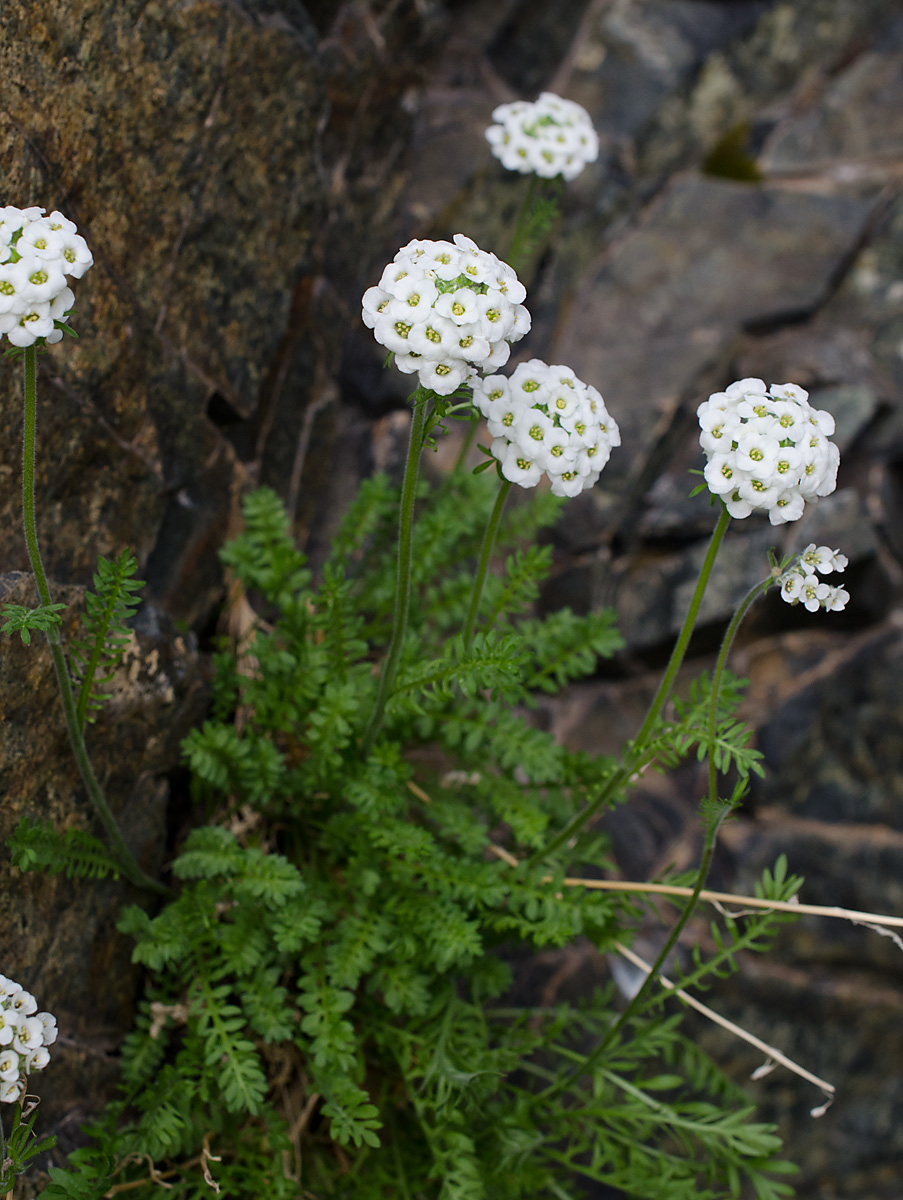 Image of Smelowskia calycina ssp. pectinata specimen.