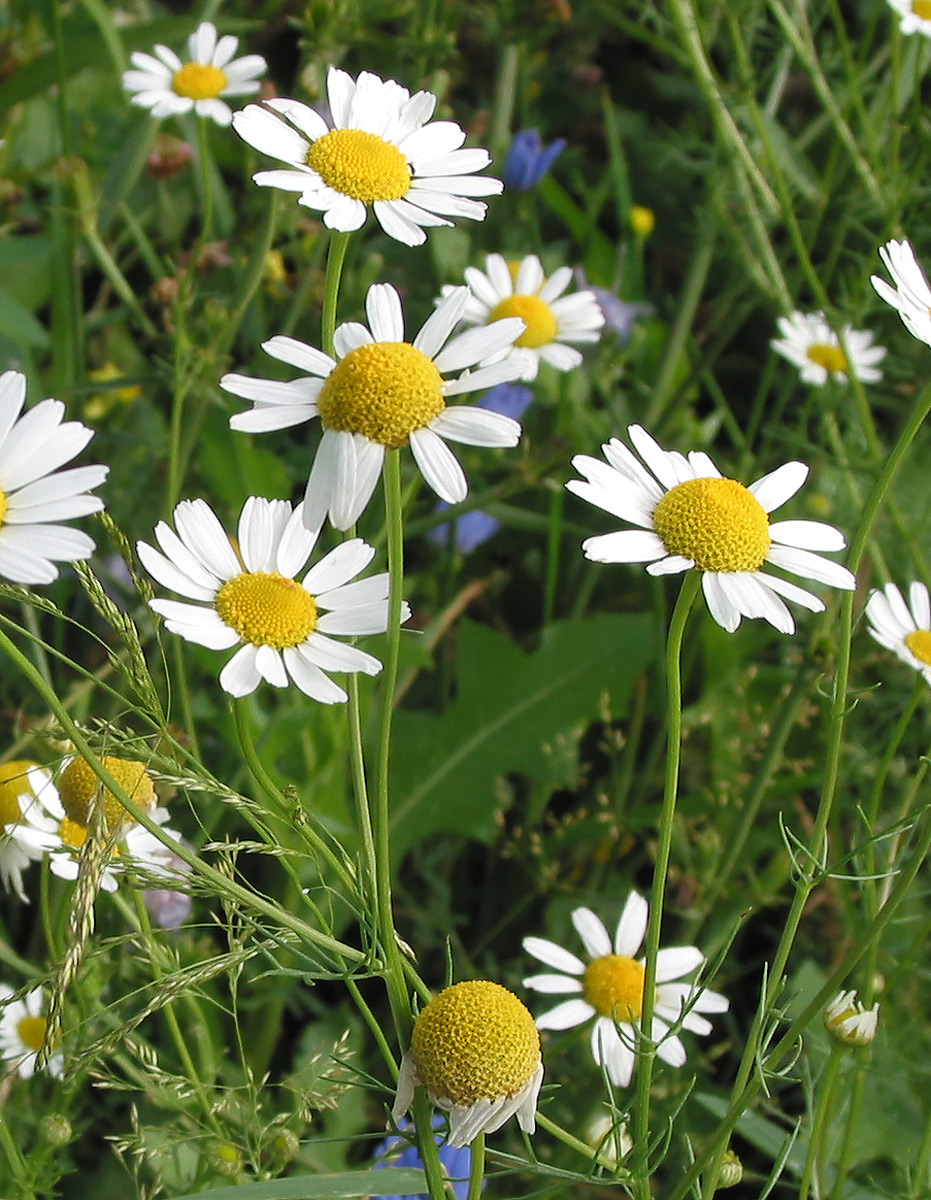 Изображение особи Tripleurospermum inodorum.