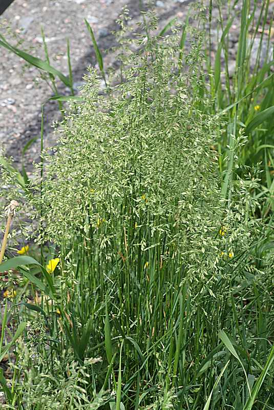 Изображение особи Poa pratensis.