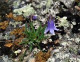 Campanula dasyantha. Цветущее растение на камне. Тува, Тоджинский р-н, долина р. Аржаан-Хем, каменистый склон (выс. около 1600 м н.у.м.). 07.07.2015.