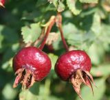 Rosa spinosissima