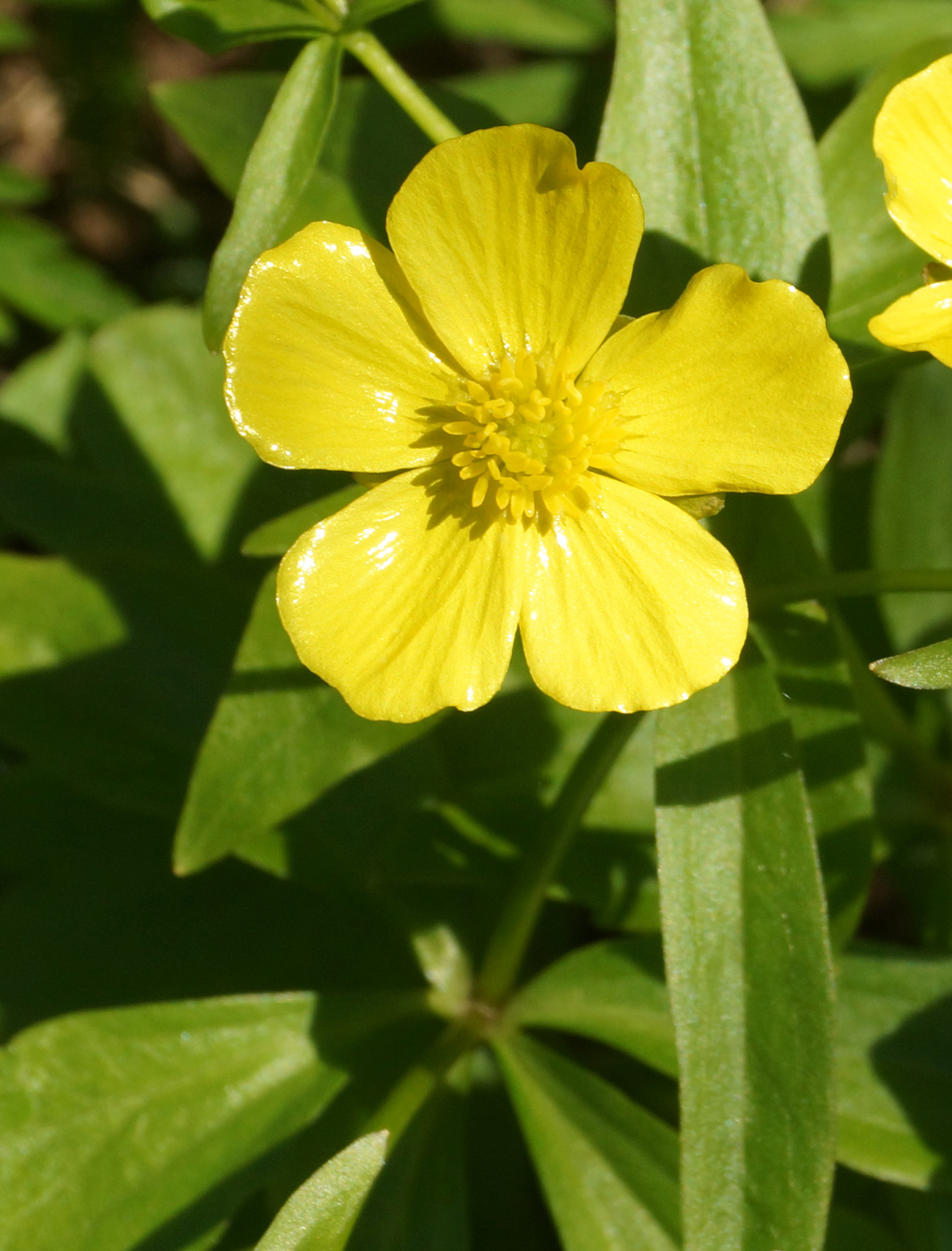 Изображение особи Ranunculus krylovii.