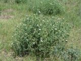 Stellaria dichotoma