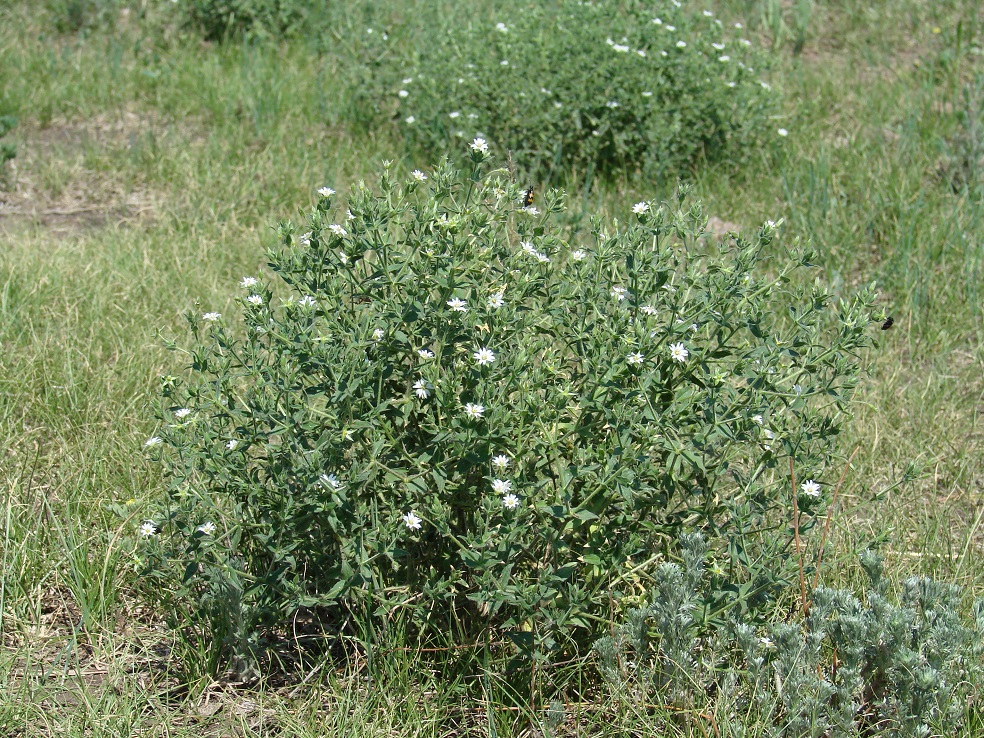 Изображение особи Stellaria dichotoma.